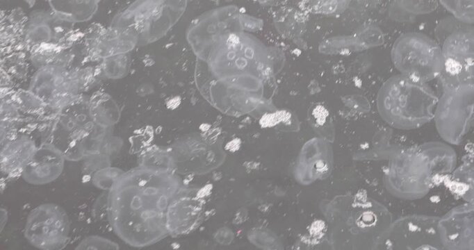 Close view of a moon jellyfish bloom: dozens of translucent medusas drift in murky harbor water, bubbles and foam swirling on the surface. Calm yet unsettling&mdash;fragility, texture, and quiet change.