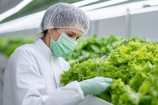 A meticulous Asian female scientist in sterile lab gear tends vibrant hydroponic lettuce, celebrating World Plant Milk Day's innovation spirit