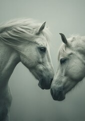 White horses nuzzling in thick fog, showing tenderness