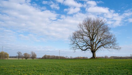 Obraz premium As seasons shift, a barren tree embodies resilience and strength amidst renewal, showcasing the beauty of change.