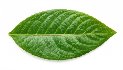 Naklejka premium Isolated green leaf of Centella Asiatica on a white backdrop