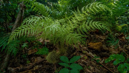 Fototapeta premium Davallia solida fern, thriving in a tropical forest, showcasing biodiversity