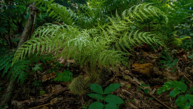 Davallia solida fern, thriving in a tropical forest, showcasing biodiversity