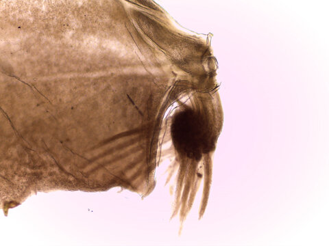 Microscopic View of a Clinging Mayfly Nymph Gill (Cloeon