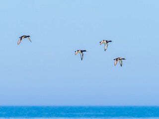 Tufted ducks in flight over the sea, Öland, Sweden