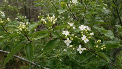 Flower buds and blossoms of the Black Elder in springtime, highlighting seasonal growth and vitality