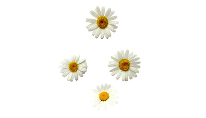 Four beautiful daisy flowers arranged in a diamond shape isolated on transparent background