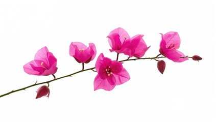 Fototapeta premium Bougainvillea blooms against a white backdrop, ideal for floral design applications