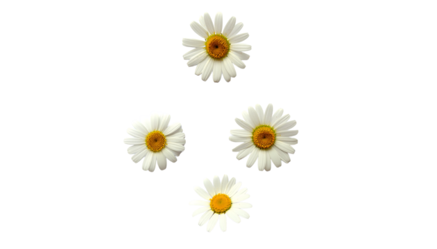 Four beautiful daisy flowers arranged in a diamond shape isolated on transparent background