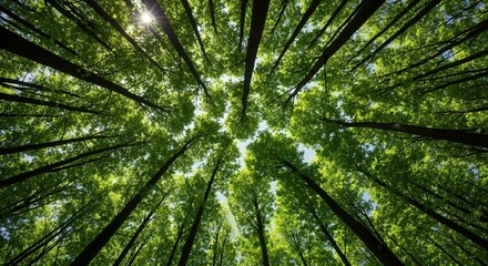 Looking up through a lush green forest canopy at the bright sun. Low angle view of tall trees with vibrant leaves. Natural background with a converging perspective
