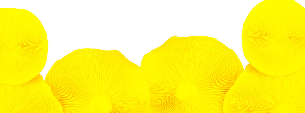 Digital banner with stylized yellow mushroom caps arranged in a row at the bottom on a white background. Bright, high-contrast design, soft texture, copy space. Decorative and modern look