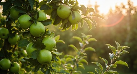 Fresh green apples on a tree branch in a sunlit orchard. Healthy organic fruit harvest during golden hour