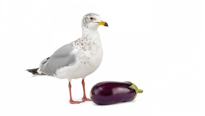 Fototapeta premium A lone seagull perched upright against a white backdrop