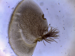 Microscopic View of a Clinging Mayfly Nymph Gill (Cloeon