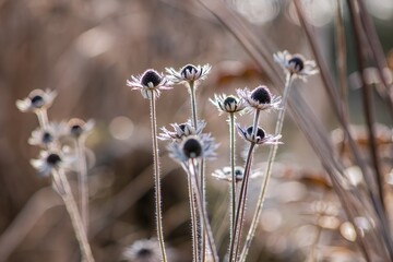 A group of withered coneflowers stands tall in the winter sun, their delicate forms illuminated by the soft, golden light