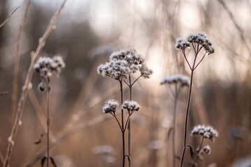 Closeup of frosted wildflowers in a field, their delicate beauty highlighted by the soft, diffused light of a winter morning