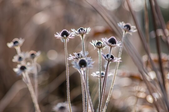 A group of withered coneflowers stands tall in the winter sun, their delicate forms illuminated by the soft, golden light