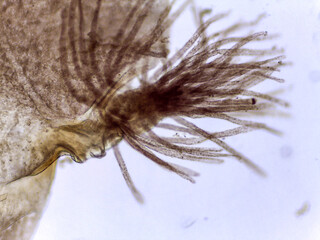 Microscopic View of a Clinging Mayfly Nymph Gill (Cloeon