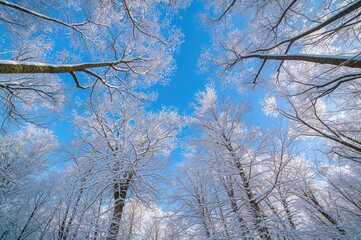Gazing upwards through snowy maple branches beneath a bright winter sky