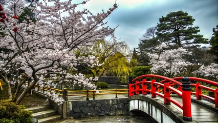 A serene japanese garden with a red bridge and cherry blossoms in full bloom under a cloudy sky in spring season