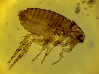 Microscopic Lateral View of a Male Dog Flea (Ctenocephalides can