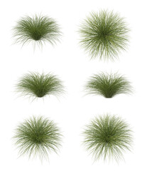 Obraz premium Sedge bush isolated transparent background 3d rendering PNG pack 