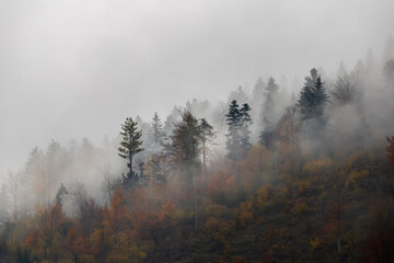 pine trees on a misty mountain, misty autumn forest on hillside with colorful foliage and fog
