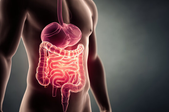 Detailed illustration of human digestive system anatomy, showcasing organs and their functions, emphasizing health and education