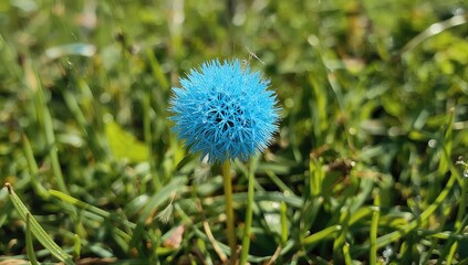 Blue dandelion adorned with water droplets, showcasing seasonal change