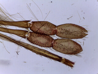 Microscopic View of Male Anopheles Mosquito Mouthparts and Palp