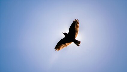 Obraz premium Wild bird in flight silhouetted against a clear blue sky with focused detail