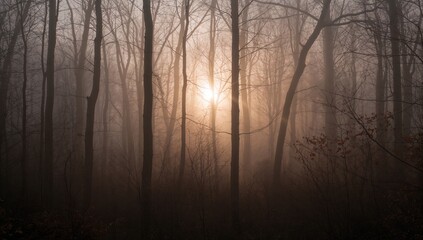 Misty woodland bathed in early sunlight, seasonal change