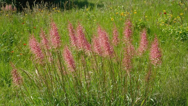 Radiant red setaria viridis basking in sunlight