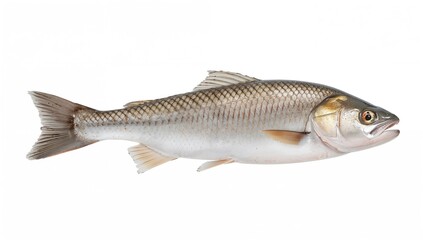 Freshly caught fish, a source of protein-rich meal