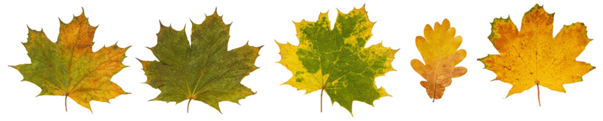 Set of autumn leaves isolated on white background. High resolution.