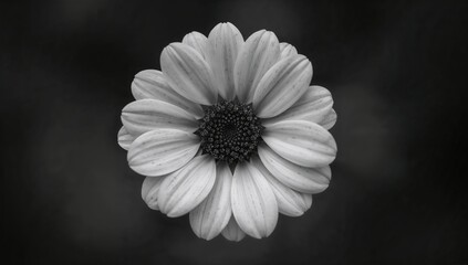 Black and white circular flower with petals, a symbol of nature's duality, seasonal change