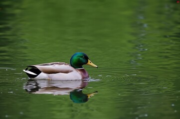 Obraz premium A charming mallard duck with vibrant plumage relaxes by a scenic lake nestled in lush greenery, savoring the calmness of the natural environment.