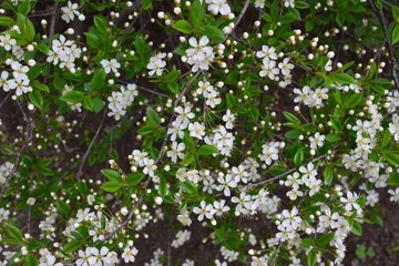 Obraz premium Springtime Bloom of White Flowers of sour cherry and Green Leaves