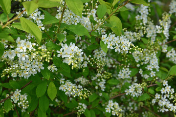 White Blossoms and Green Leaves on a Bush in Spring