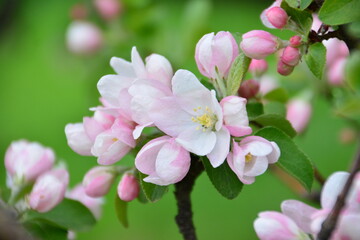 Delicate Pink and White Apple Blossoms in Spring with green background close up