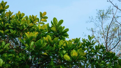 Beautiful foliage stretching towards the sky in a natural setting