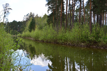 Serene Woodland Waterway with Pine Tree Reflections