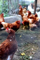 Hens and eggs in chicken house