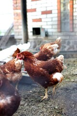 Red hen in domeastic hen house. Hens and eggs in chicken house © Iryna