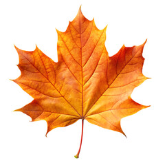 Fototapeta premium Autumn Maple Leaf in Shades of Orange and Yellow on a Transparent Background autumn leaf fall isolated on a transparent background