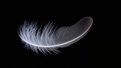 Obraz premium Feather in White Set Against a Black Backdrop, Textural Contrast