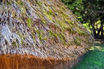 苔の生えた茅葺き屋根　クローズアップ
