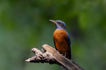 Blue-capped Rock Thrush (Monticola cinclorhyncha) perched on a brunchin natural habitat