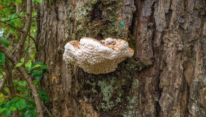 Fototapeta premium Light and Dark Polypore Fungus Developing on Aged Wood