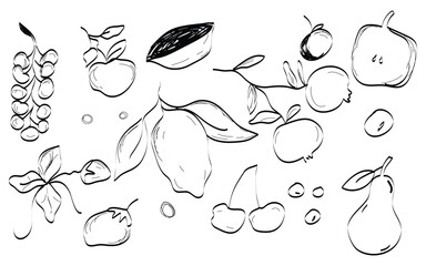 Delicate fruit line sketch, Minimal fruit outline art, Hand-drawn fruit pattern